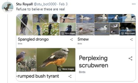 Birds - Ornithologists - Spangled Drongo.JPG